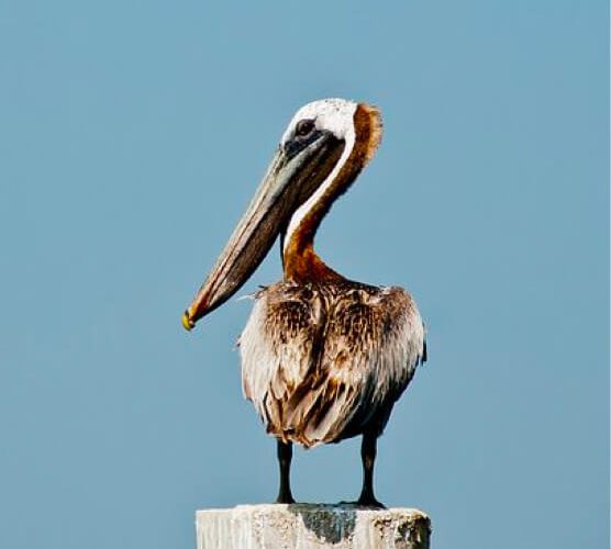 手机号测压网站