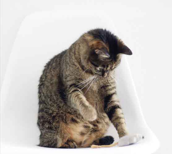 虚拟号码手机号发送平台